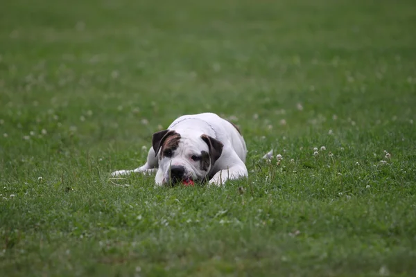 Amerikanska tjurhund — Stockfoto