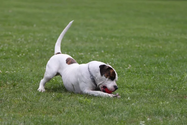 Amerikalı boğa köpek — Stok fotoğraf