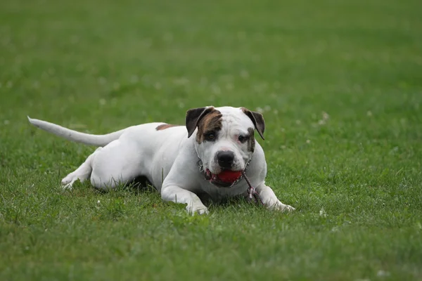 Chien taureau américain — Photo