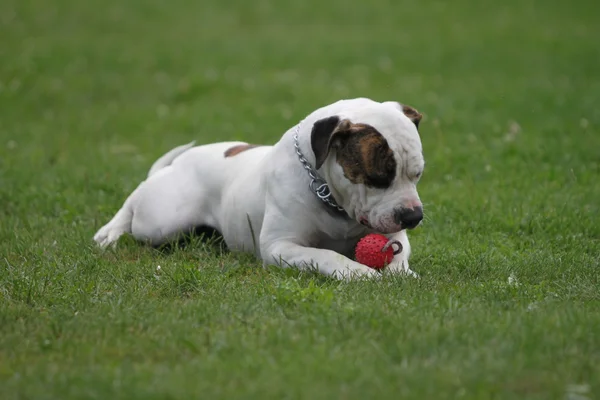 Amerikanska tjurhund — Stockfoto