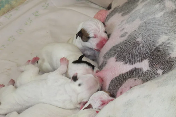 Amerikanischer Bulldog — Stockfoto