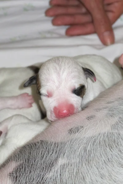 Amerikalı boğa köpek — Stok fotoğraf