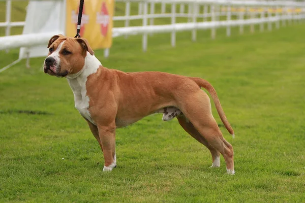Amerikanische Staffordshire Terrier Show — Stockfoto