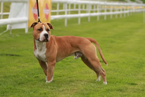 Amerikan staffordshire terrier gösterisi — Stok fotoğraf