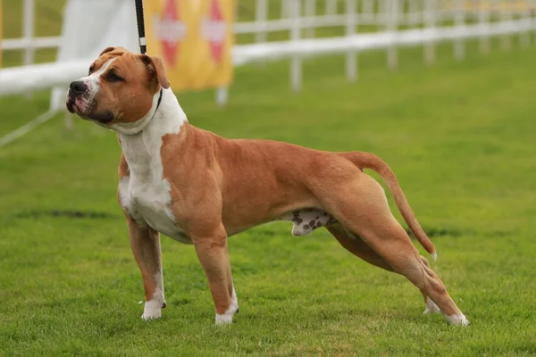 Amerikkalainen Staffordshire Terrier Show — kuvapankkivalokuva