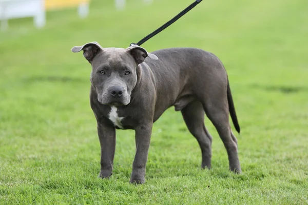 Amerikkalainen Staffordshire Terrier Show — kuvapankkivalokuva