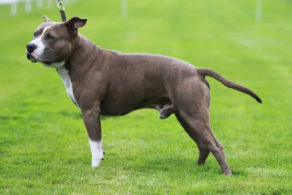 Amerikan staffordshire terrier gösterisi — Stok fotoğraf