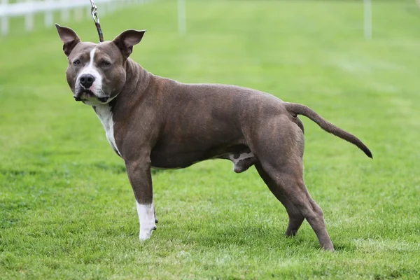 Amerikan staffordshire terrier gösterisi