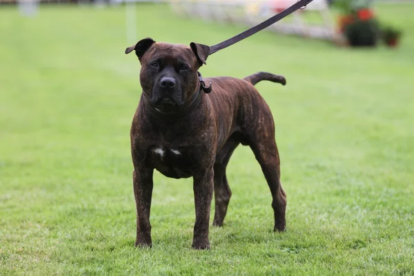 Spectacle de l'American staffordshire terrier — Photo