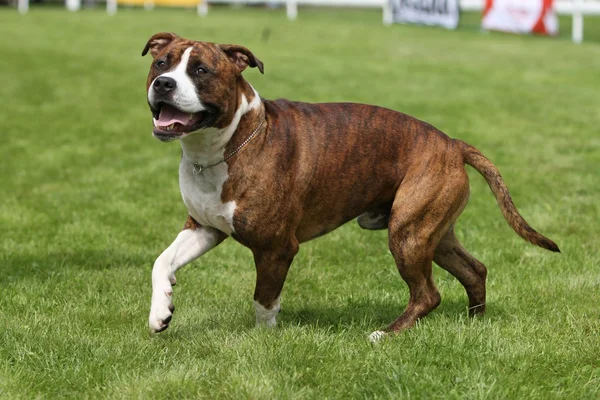 Amerikan staffordshire terrier gösterisi