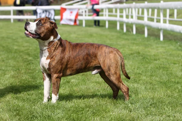 American Staffordshire Terrier Show — Stock Photo, Image