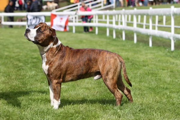Amerikan staffordshire terrier gösterisi