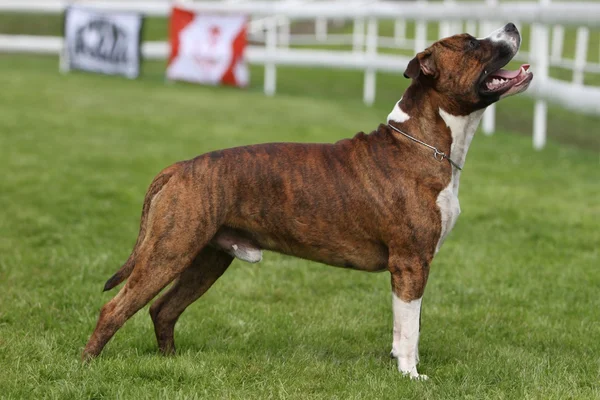 Amerikanen staffordshire förfärlig Visa — Stockfoto