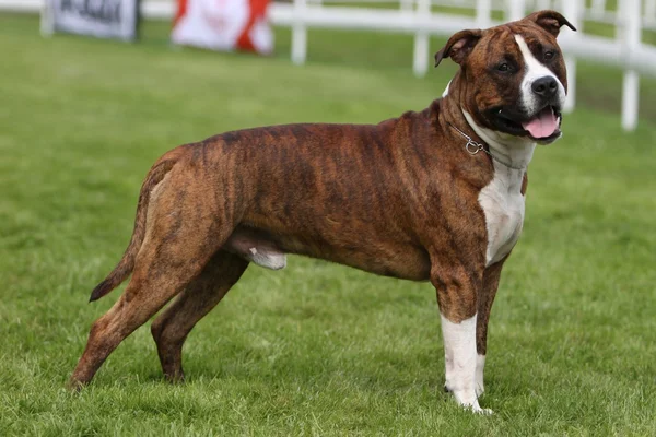 Amerikanische Staffordshire Terrier Show — Stockfoto