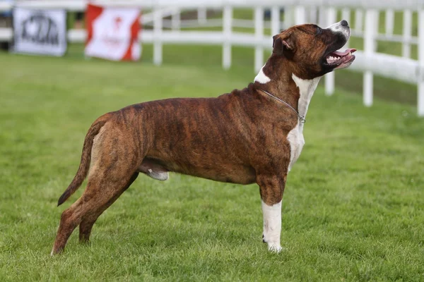 American staffordshire terrier o Mostrar — Foto de Stock