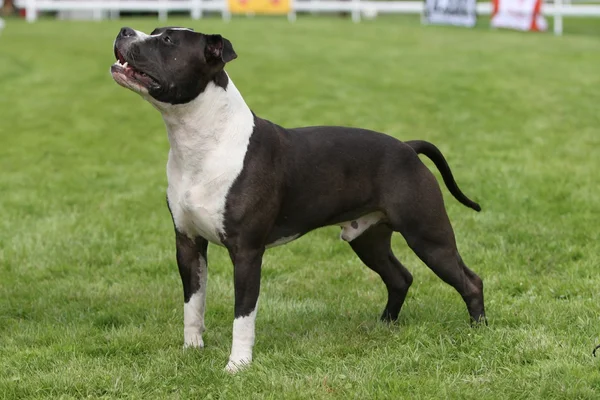 Spectacle de l'American staffordshire terrier — Photo