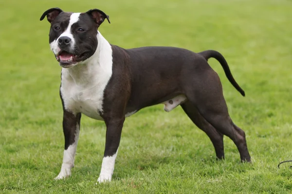 Amerikan staffordshire terrier gösterisi