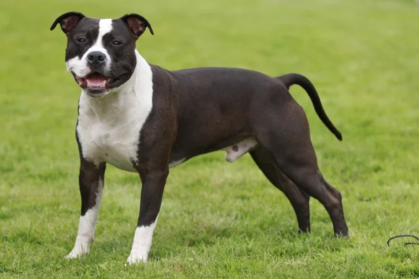 Amerikan staffordshire terrier gösterisi — Stok fotoğraf