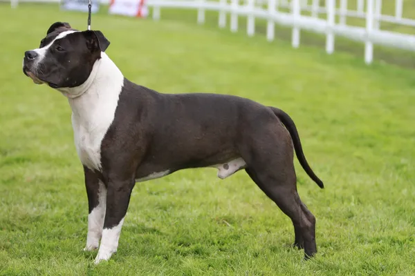 Amerikan staffordshire terrier gösterisi