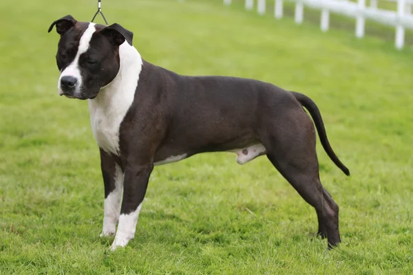 Amerikan staffordshire terrier gösterisi — Stok fotoğraf