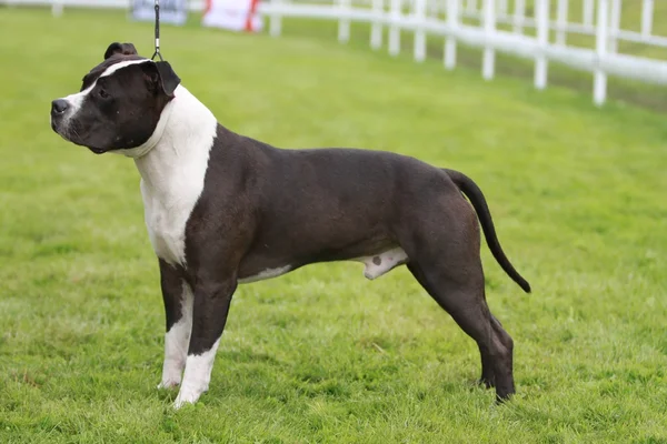 Amerikan staffordshire terrier gösterisi — Stok fotoğraf