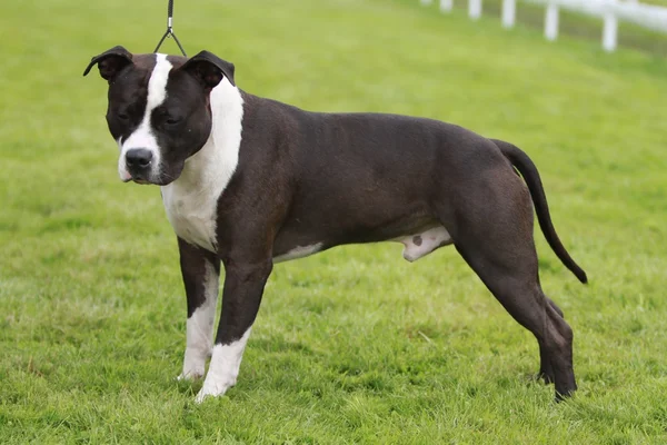 American Staffordshire Terrier Show — Stock Photo, Image