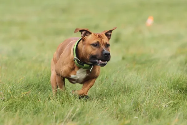 Amerikan staffordshire terrier gösterisi