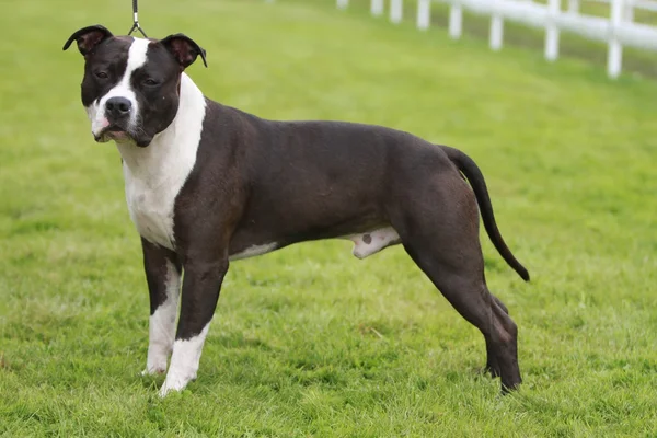 Amerikan staffordshire terrier gösterisi