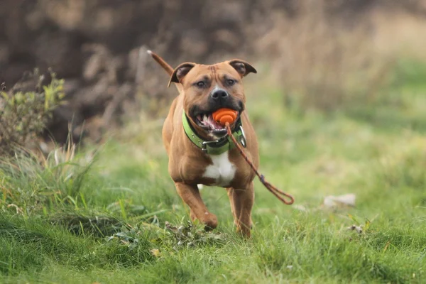 Amerikan staffordshire aport