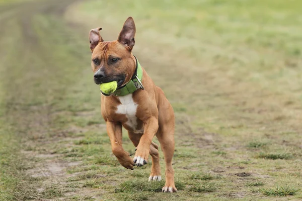 American Staffordshire Aport — Fotografia de Stock