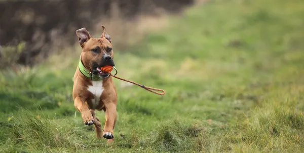 American Staffordshire Aport — Foto Stock