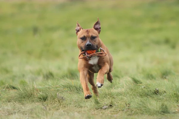 Amerikan staffordshire aport