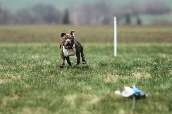 Amerikaanse Staffordshireterriër coursing — Stockfoto