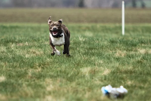 American Staffordshire Terrier Coursing — Foto Stock