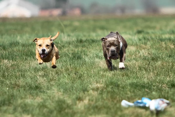 American Staffordshire Terrier Coursing — Stock Photo, Image