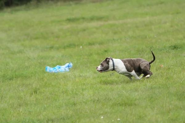 Amerikan staffordshire terrier akan