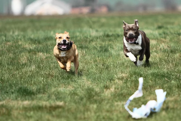 Amerikansk Staffordshire Terrier Coursing - Stock-foto
