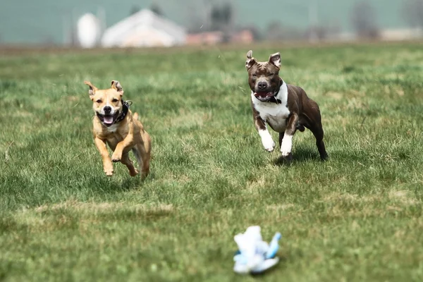 American Staffordshire Terrier Cursos — Foto de Stock