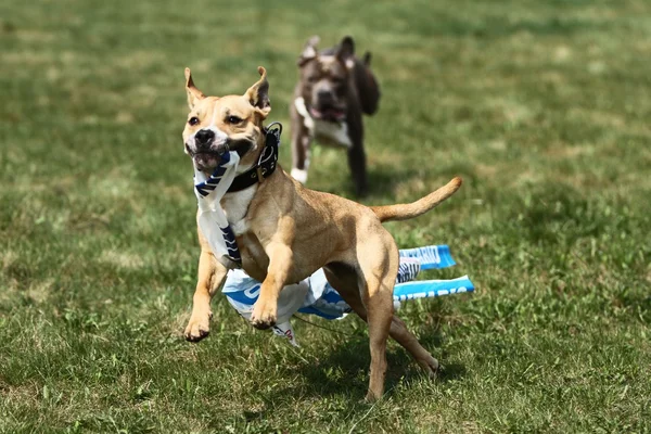 American Staffordshire Terrier Coursing — Foto Stock