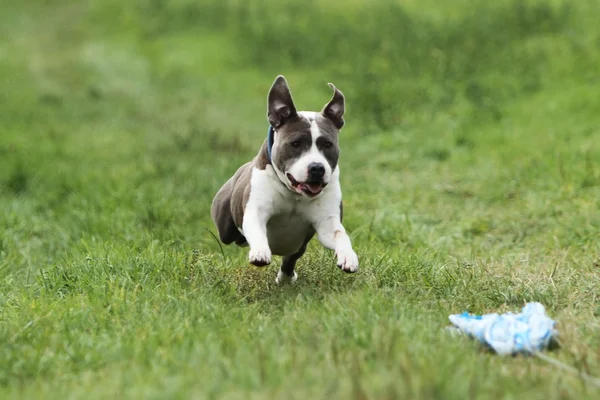 American Staffordshire Terrier Coursing — Fotografie, imagine de stoc