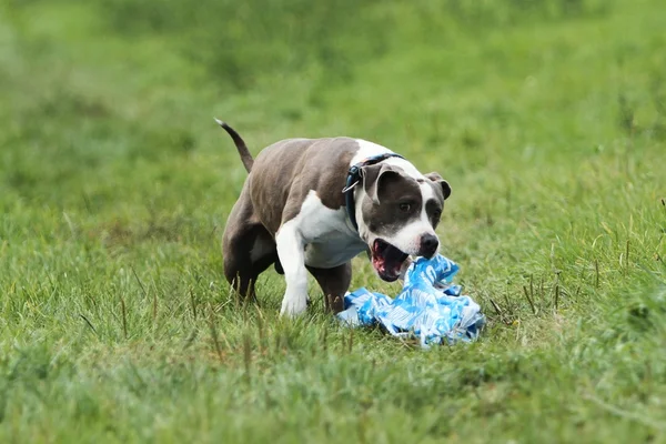 Amerikan staffordshire terrier akan