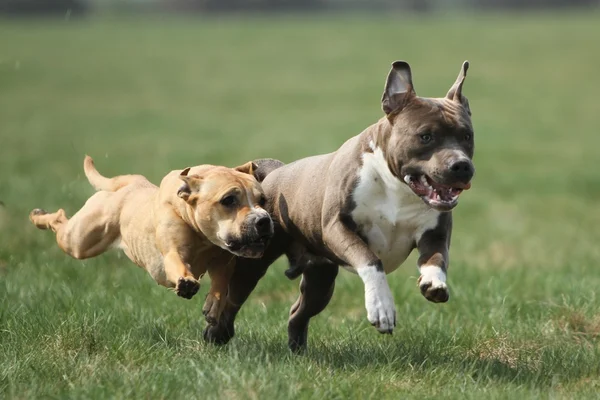 American Staffordshire Terrier running — Stock Photo, Image