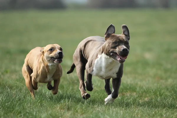 Amerikan staffordshire terrier çalışan