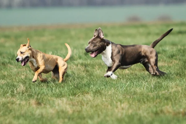 Amerikan staffordshire terrier çalışan