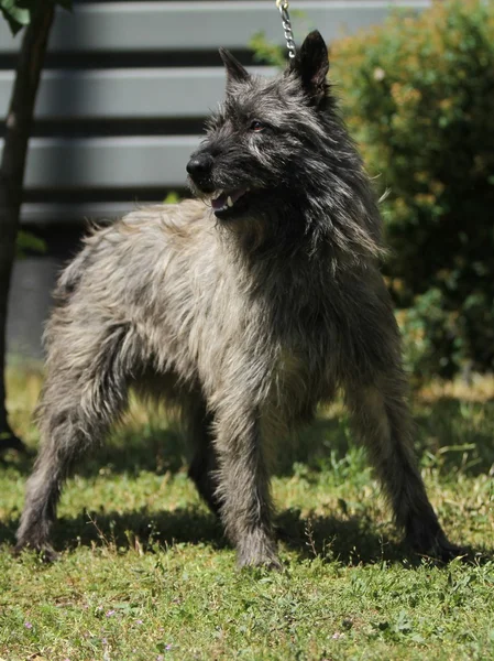 Bouvier des Ardennes