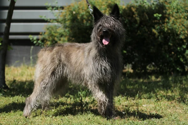 Bouvier des Ardennes — Stok fotoğraf