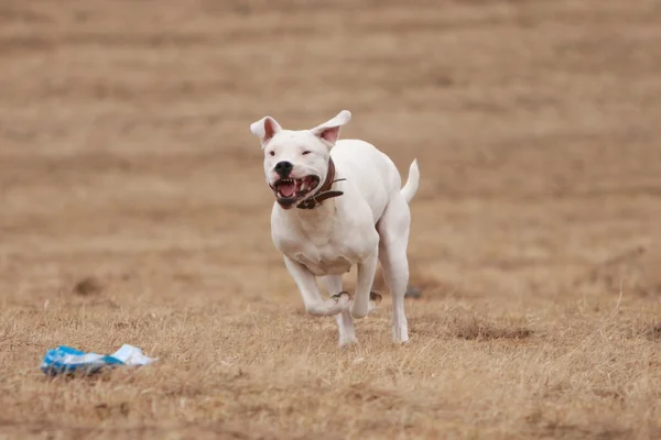 Dogo Argentino cursando — Foto de Stock