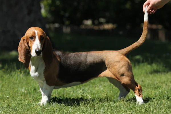 Basset Artesian Normand — Stockfoto