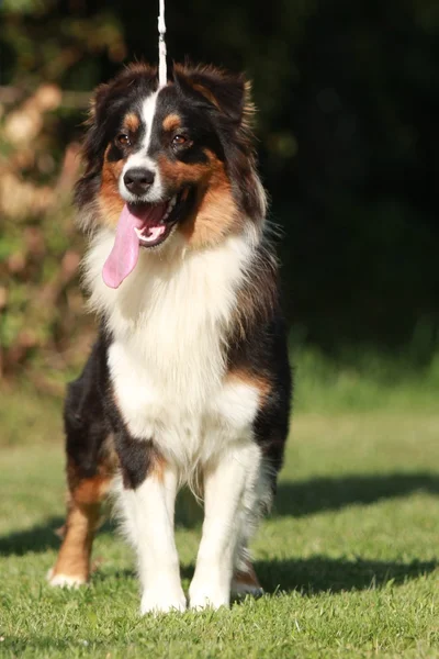 Australian shepherd — Stockfoto