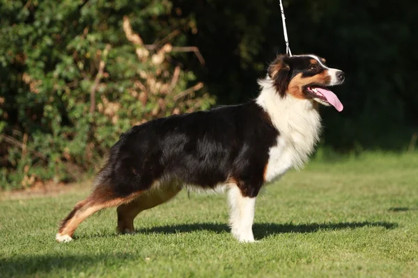 Australian shepherd — Stockfoto